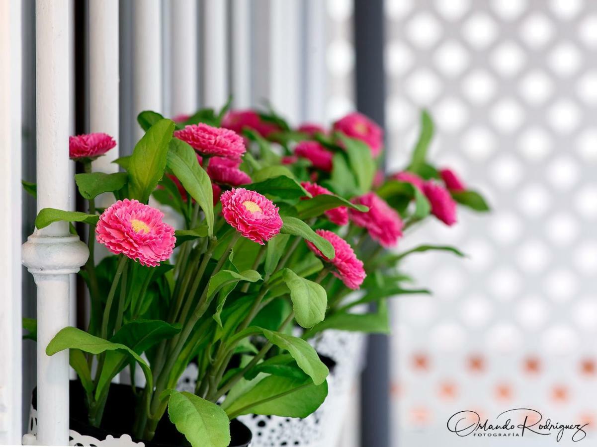 Beauty Attic Terrace Old Town - Vegueta * Las Palmas